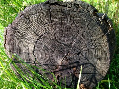 ein Arvenstamm erzählt ein Arvenbaum, in Ehre ergraut